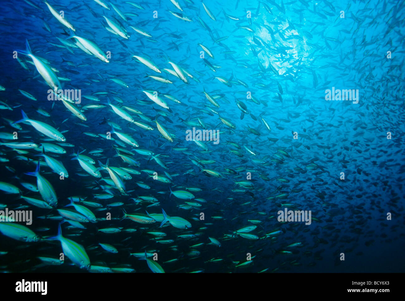 Scuola di fuslier multicolore (Caesio lineata) alimentazione in acqua blu lo zooplancton, pelagica, Isole Similan, sul Mare delle Andamane, Thailandi Foto Stock