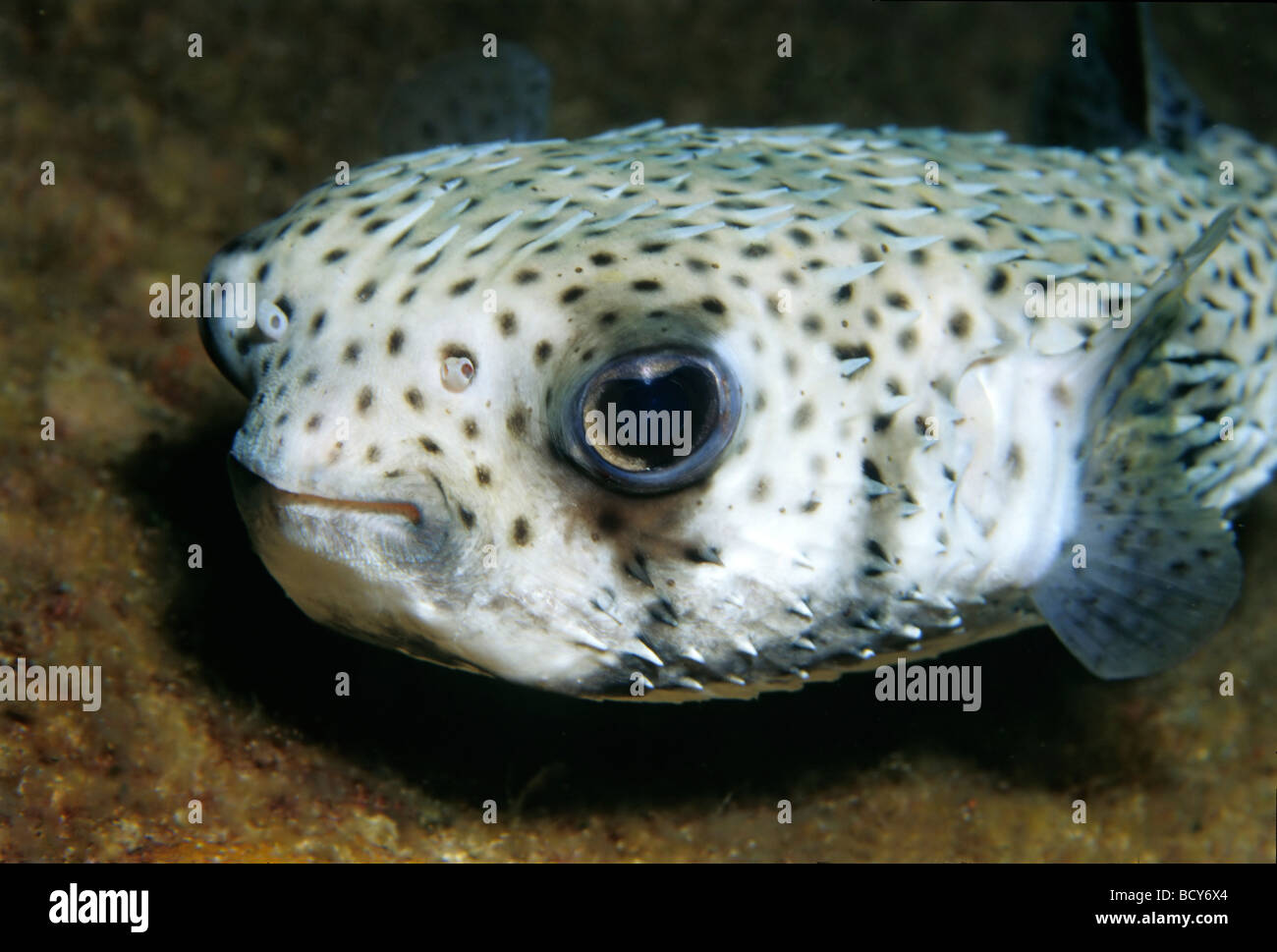 Spot-fin Porcupinefish (Diodon hystrix), pesce, ritratto, Isole Similan, sul Mare delle Andamane, Thailandia, Asia, Oceano Indiano Foto Stock
