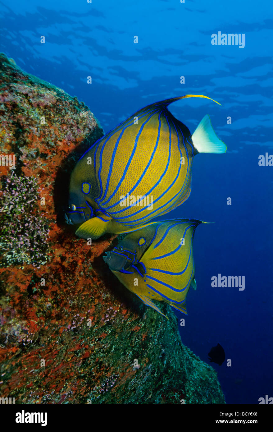 Blue-Ring Angelfish (Pomacanthus annularis) alimentazione su rosso funghi, Isole Similan, sul Mare delle Andamane, Thailandia, Asia, Oceano Indiano Foto Stock