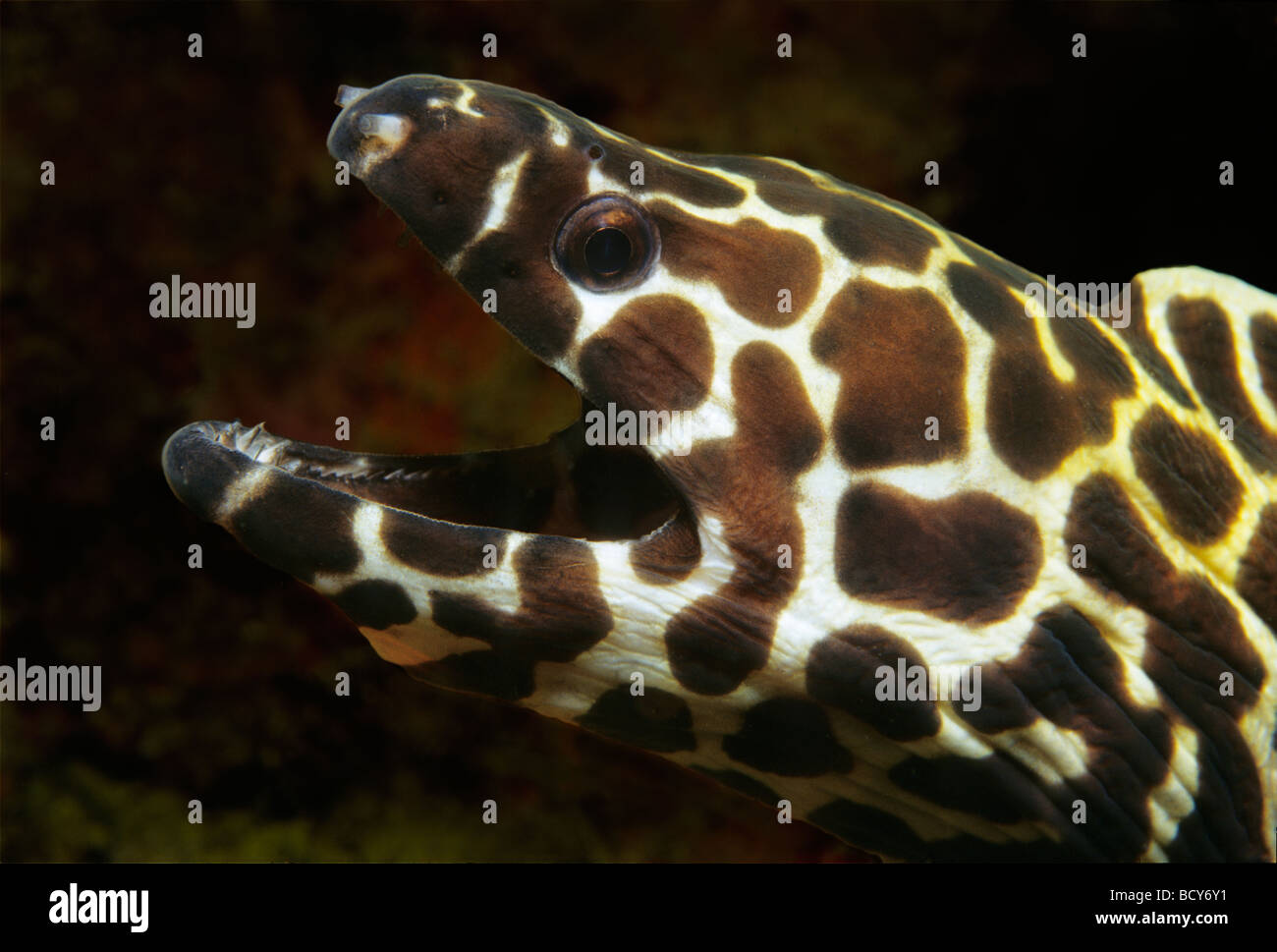 Murena Gigante (Gymnothorax favagineus), pericolose, ritratto, Isole Similan, sul Mare delle Andamane, Thailandia, Asia, Oceano Indiano Foto Stock