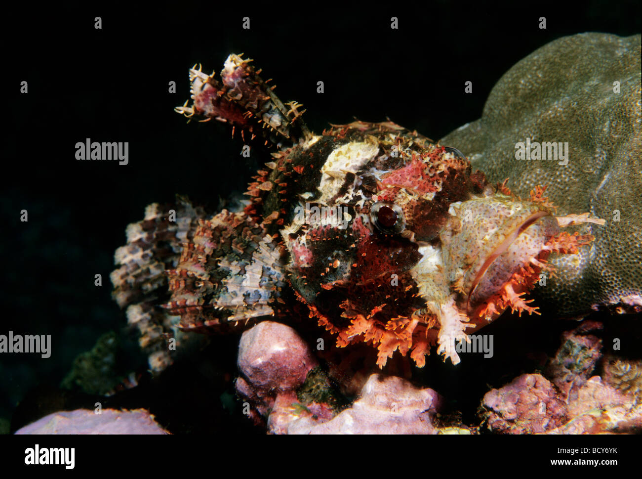 Barbuto Scorfani (Scorpaenopsis) mimetizzata in una barriera corallina, velenosi, pericoloso, Isole Similan, sul Mare delle Andamane, Thailandia, Foto Stock