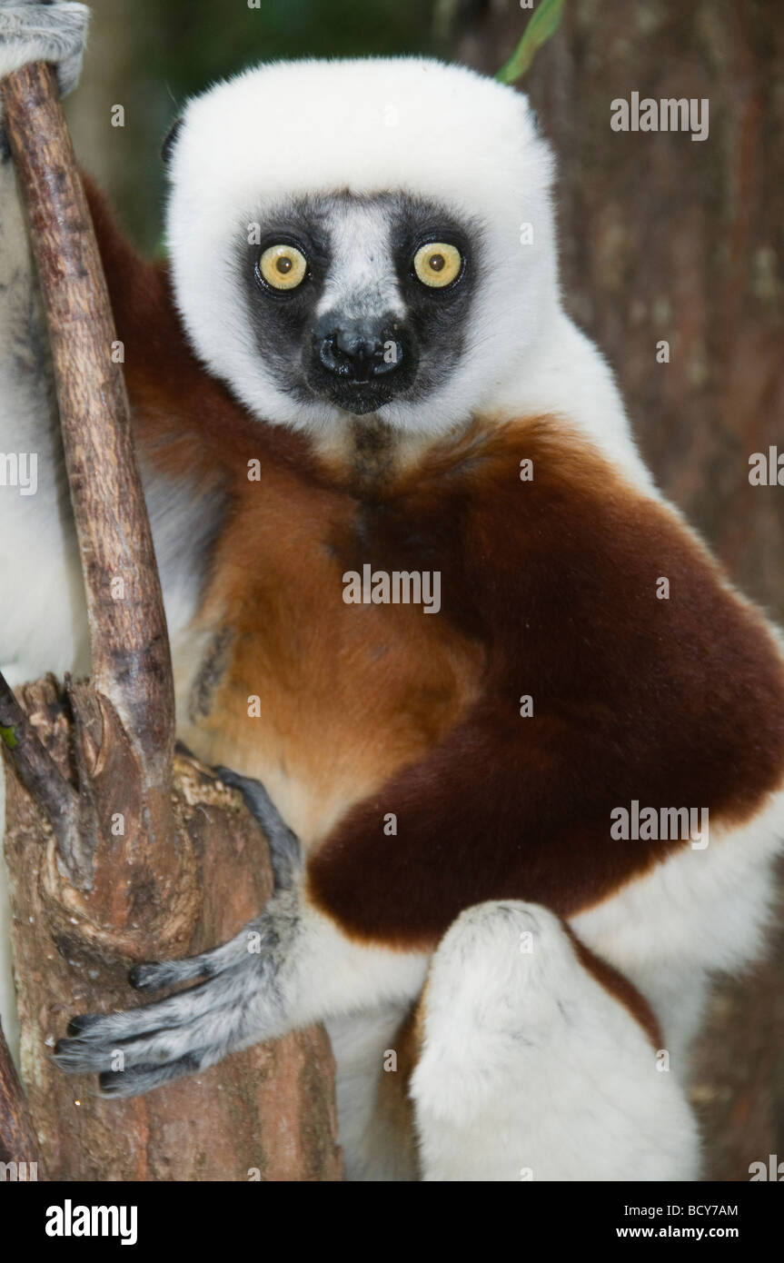 Coquerel il sifaka (lemur) a Ankarafantsika Parco nazionale del Madagascar Foto Stock