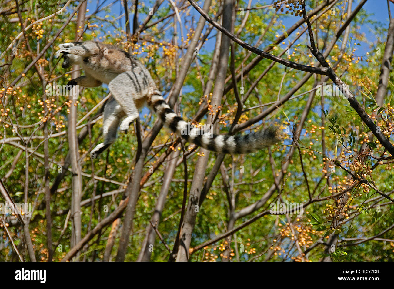 Anello di volo tailed Lemur catta () in Anja riserva in Madagascar Foto Stock