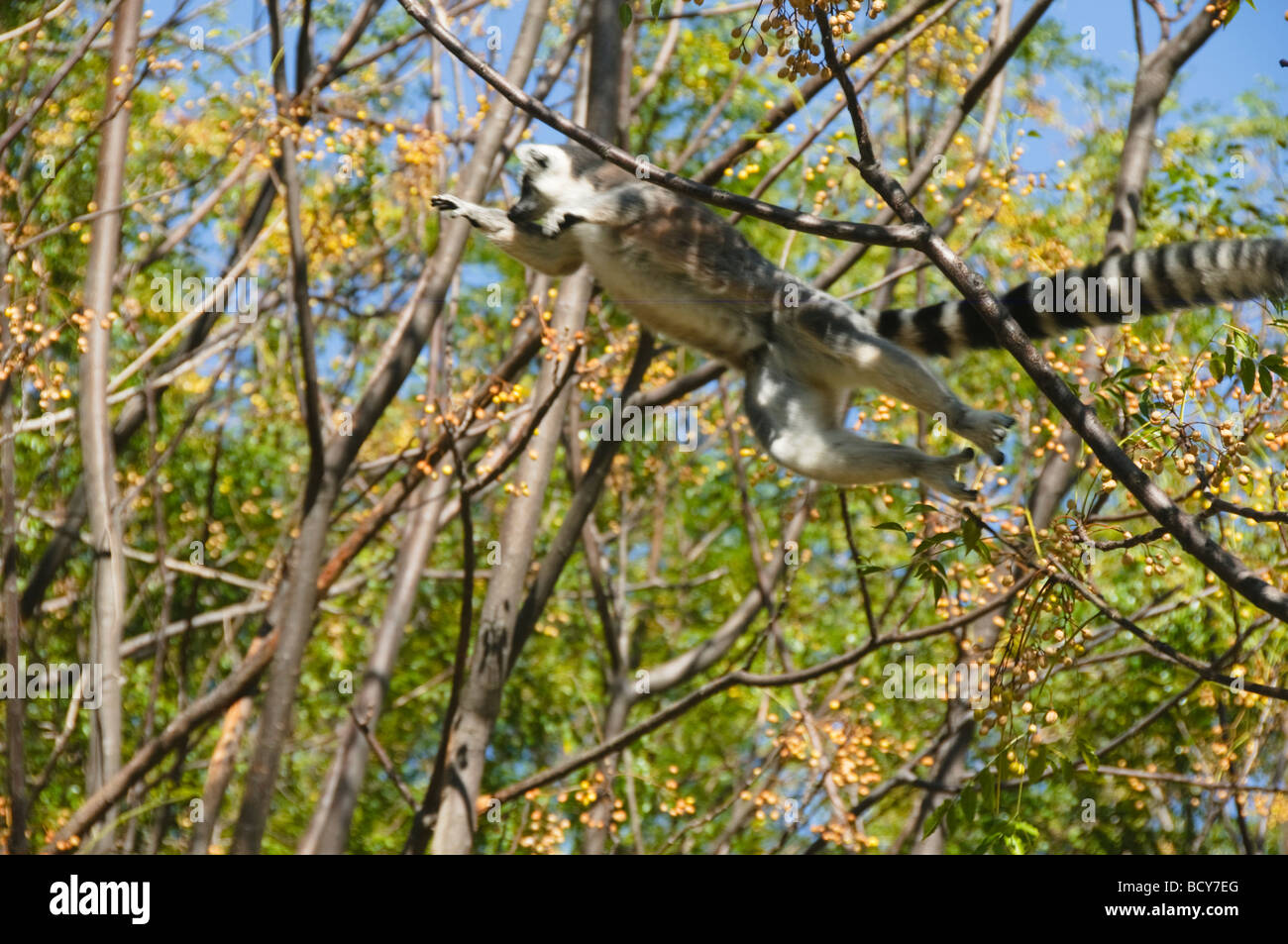 Anello di volo tailed Lemur catta () in Anja riserva in Madagascar Foto Stock