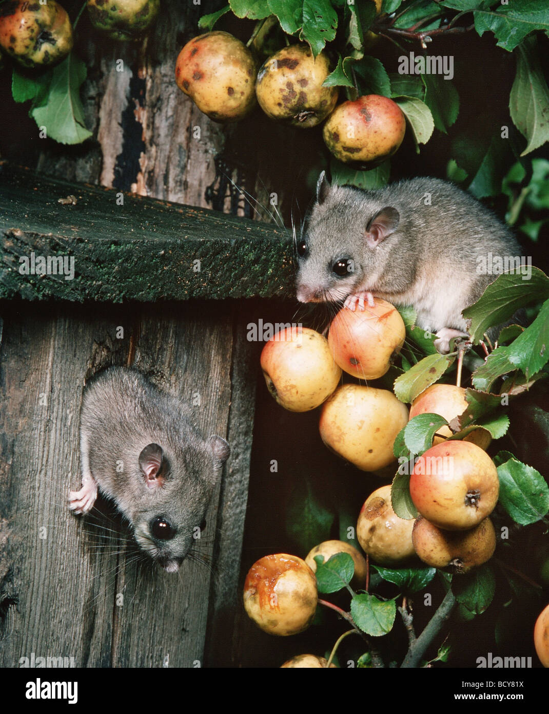 Moscardino commestibili (Glis glis). Coppia in un albero di mele con mele mature Foto Stock