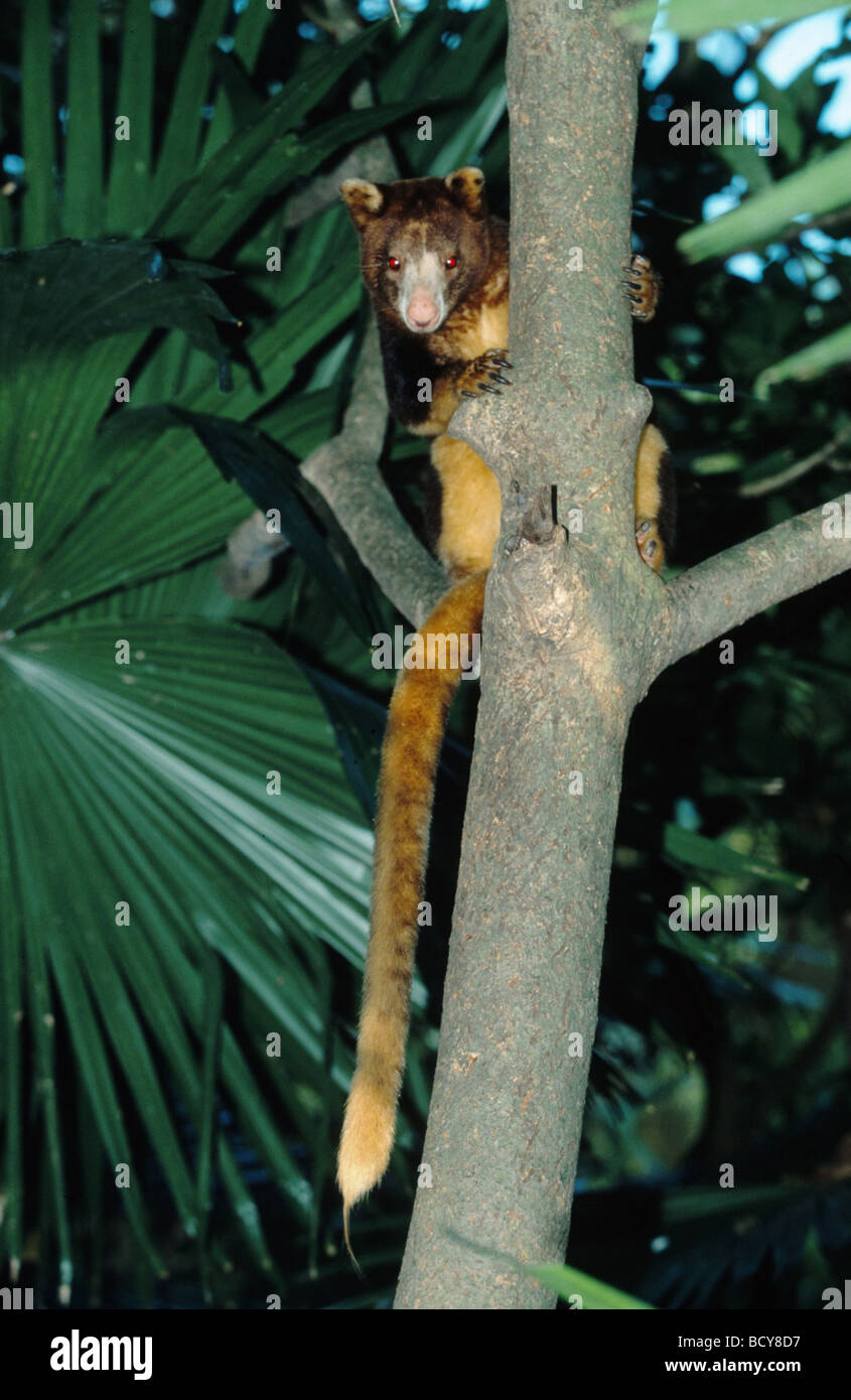 Matschie dendrolagus / canguri di albero Foto Stock