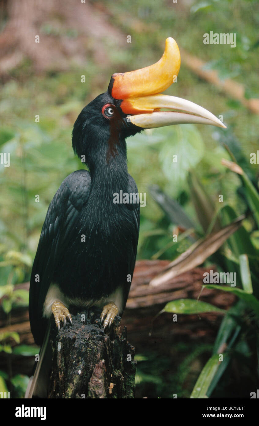 Bocerus simum / grande hornbill indiano Foto Stock