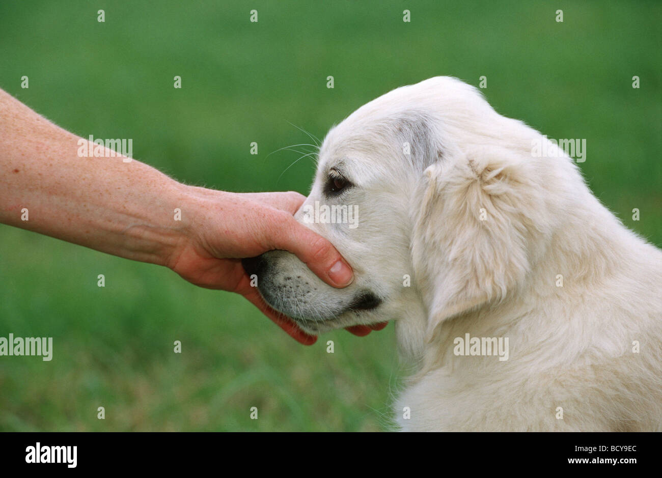 formazione del cane Foto Stock