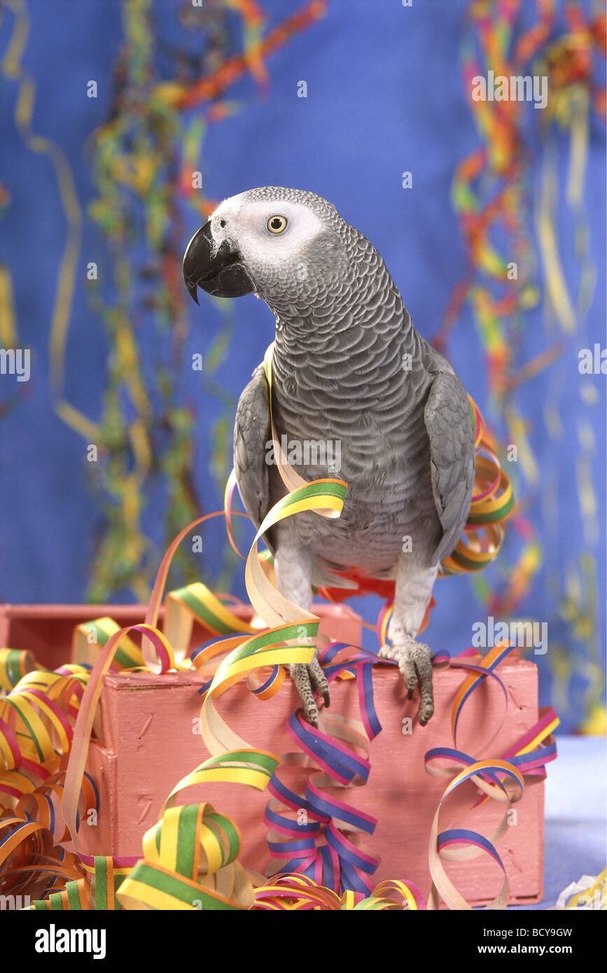 Psittacus erithacus / Gray Parrot Foto Stock