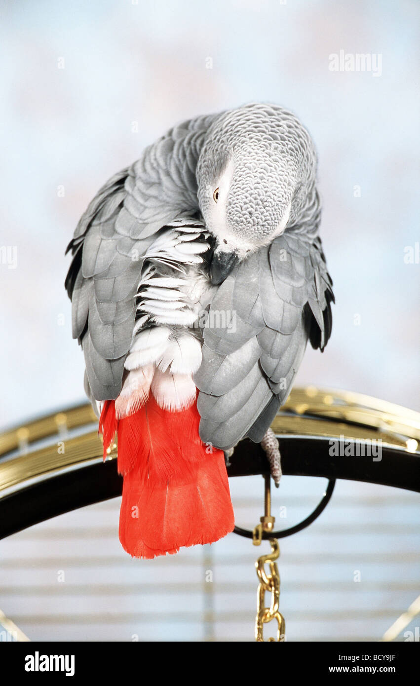 Congo pappagallo grigio (Psittacus erithacus). Adulto in piedi sul Foto Stock