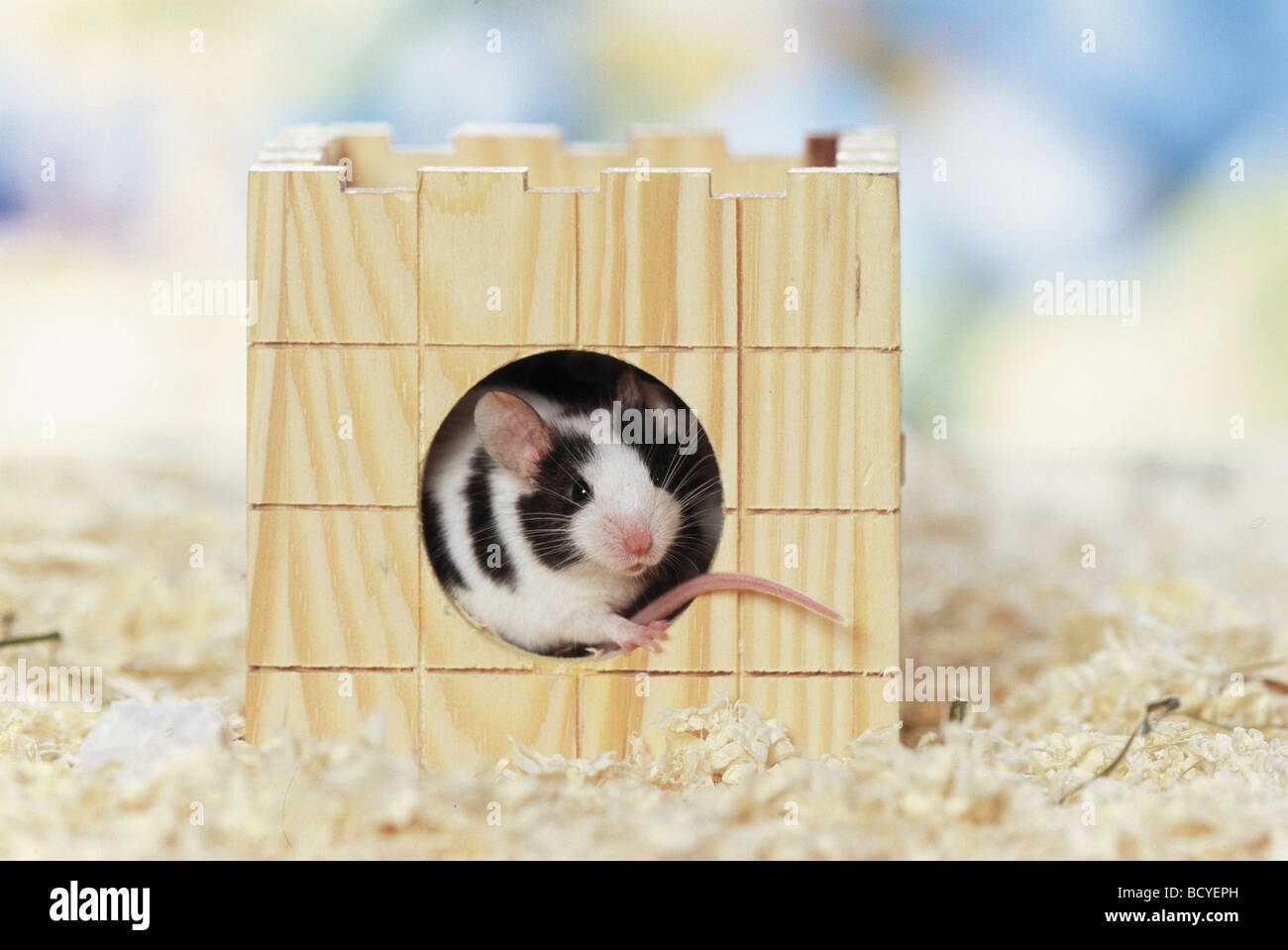 Mouse fantasia guardando fuori dalla sua casa. Germania Foto Stock