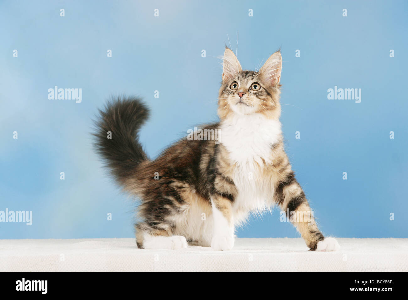 Maine Coon - tagliare Foto Stock