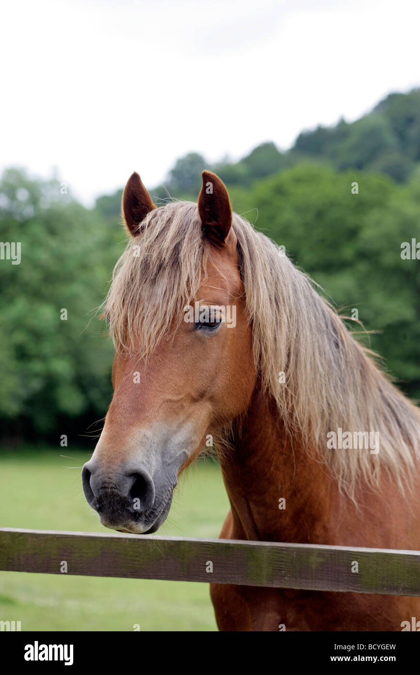 Colpo di testa di un cavallo in piedi in un recinto Foto Stock
