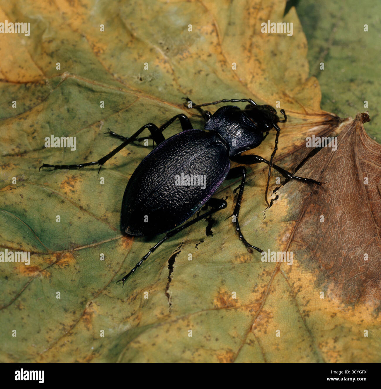 Massa viola beetle / Carabus tendente al violaceo Foto Stock