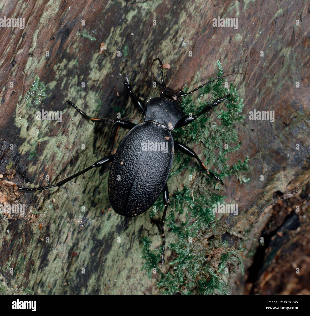 Liuto a terra / beetle Carabus coriaceus Foto Stock