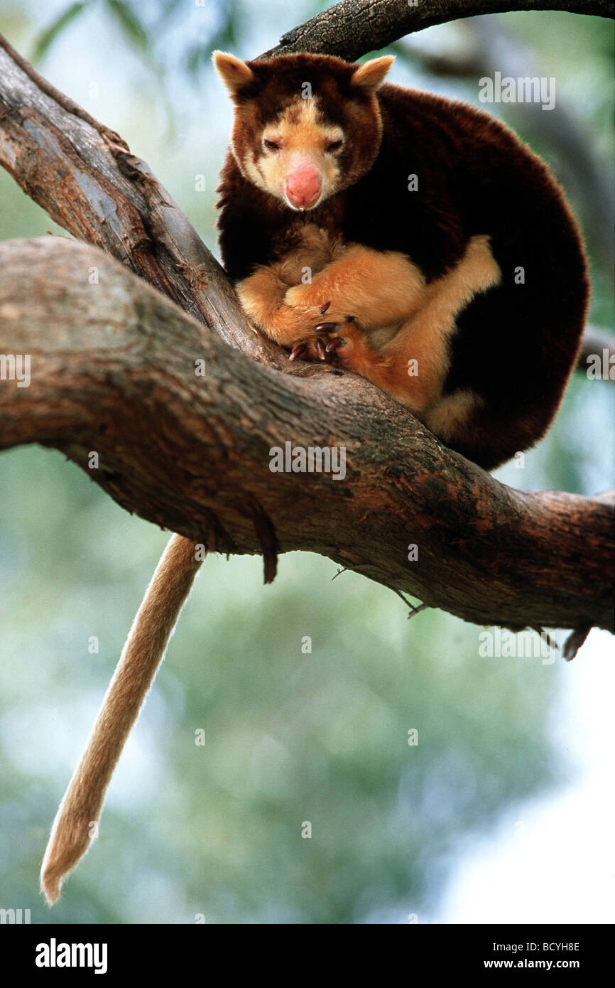 Dendrolagus / Matschie Canguro ad albero Foto Stock