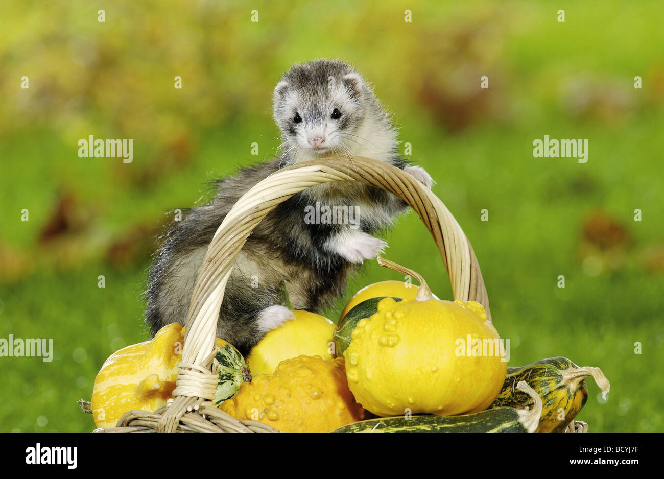 Polecat interno al cestello con zucche / Mustela putorius f. furo Foto Stock