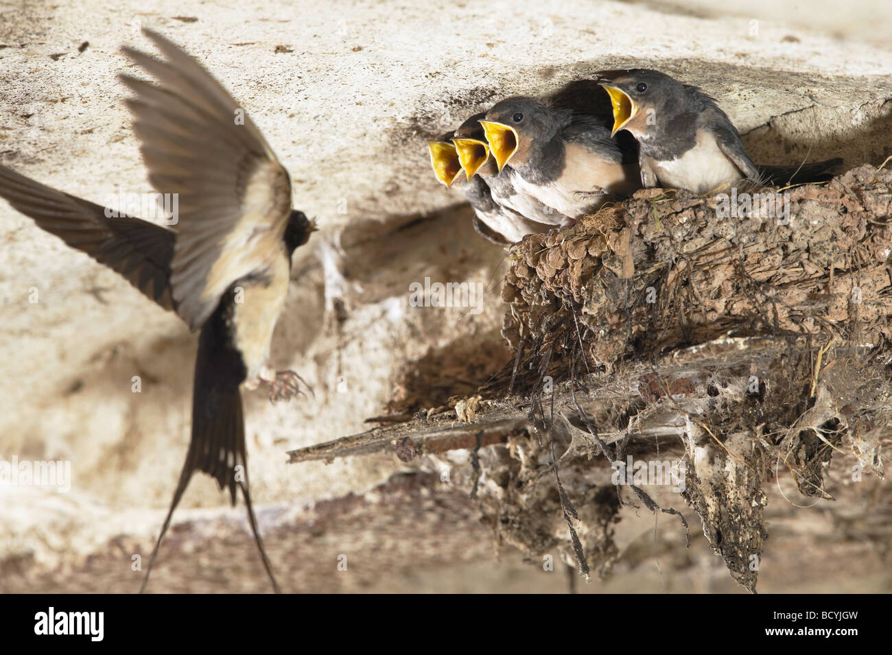 Swallow portando cibo al pollo nest / Hirundo rustica Foto Stock
