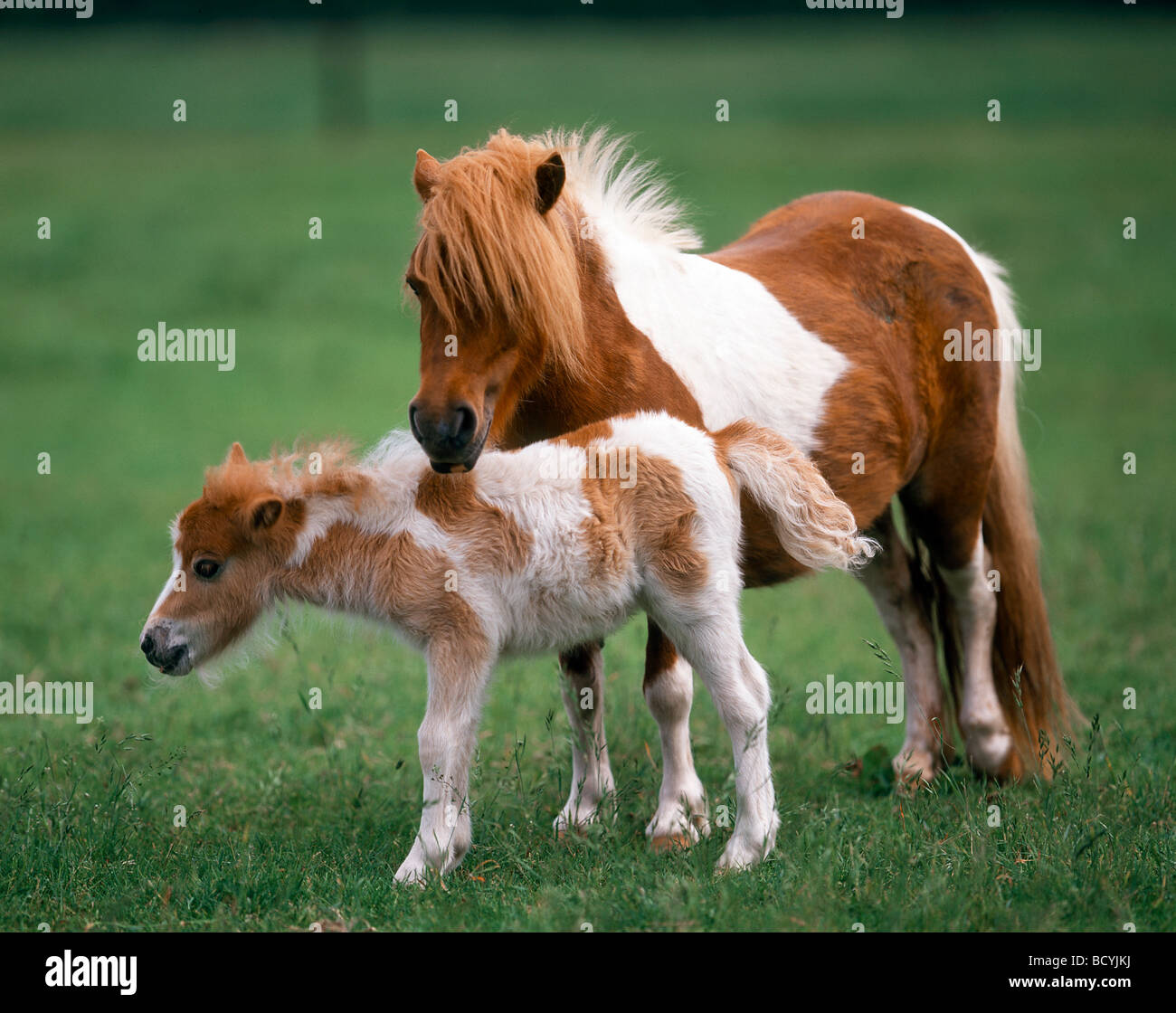 Mini pony Shetland con puledro sul prato Foto stock - Alamy