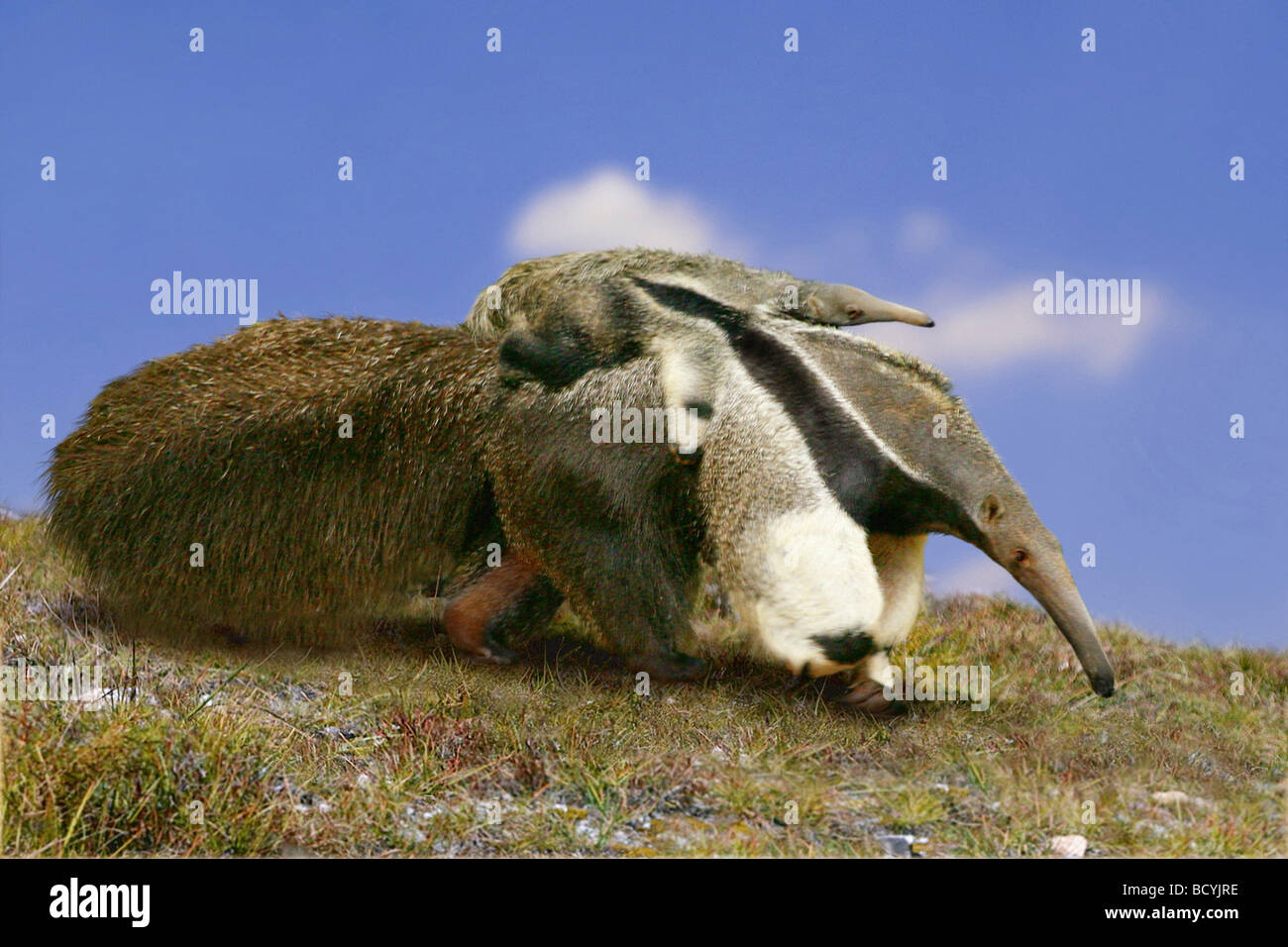 Giant Anteater (Myrmecophaga tridactyla). La madre che porta i giovani sulla sua schiena. Composizione digitali Foto Stock