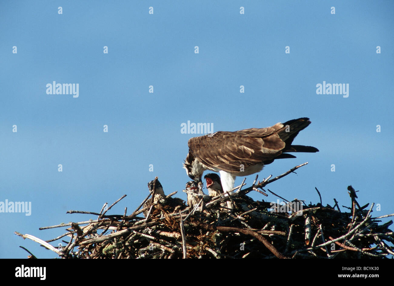Pandion haliaetus / osprey Foto Stock