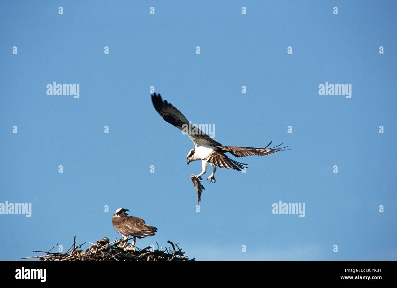 Pandion haliaetus / osprey Foto Stock