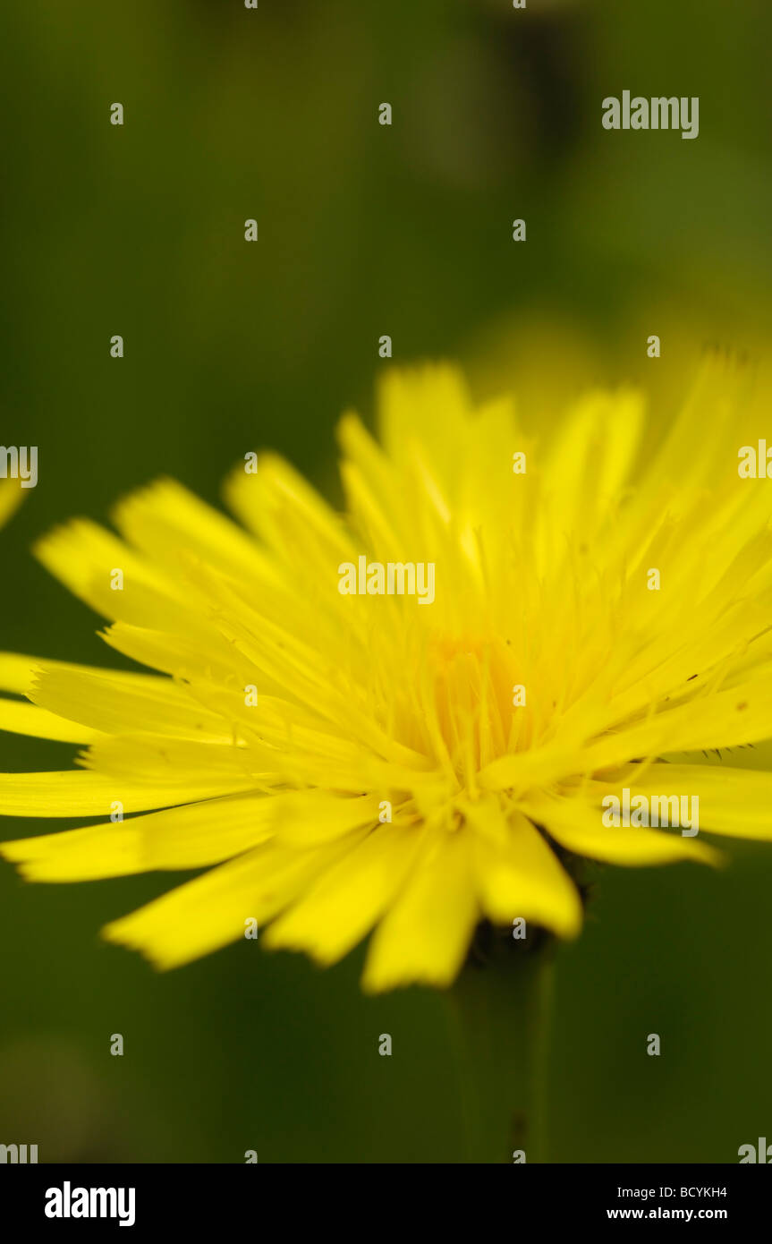 Gatto in-ear, hypochaeris radicata, millefiori, Valle della flotta, Dumfries & Galloway, Scozia Foto Stock