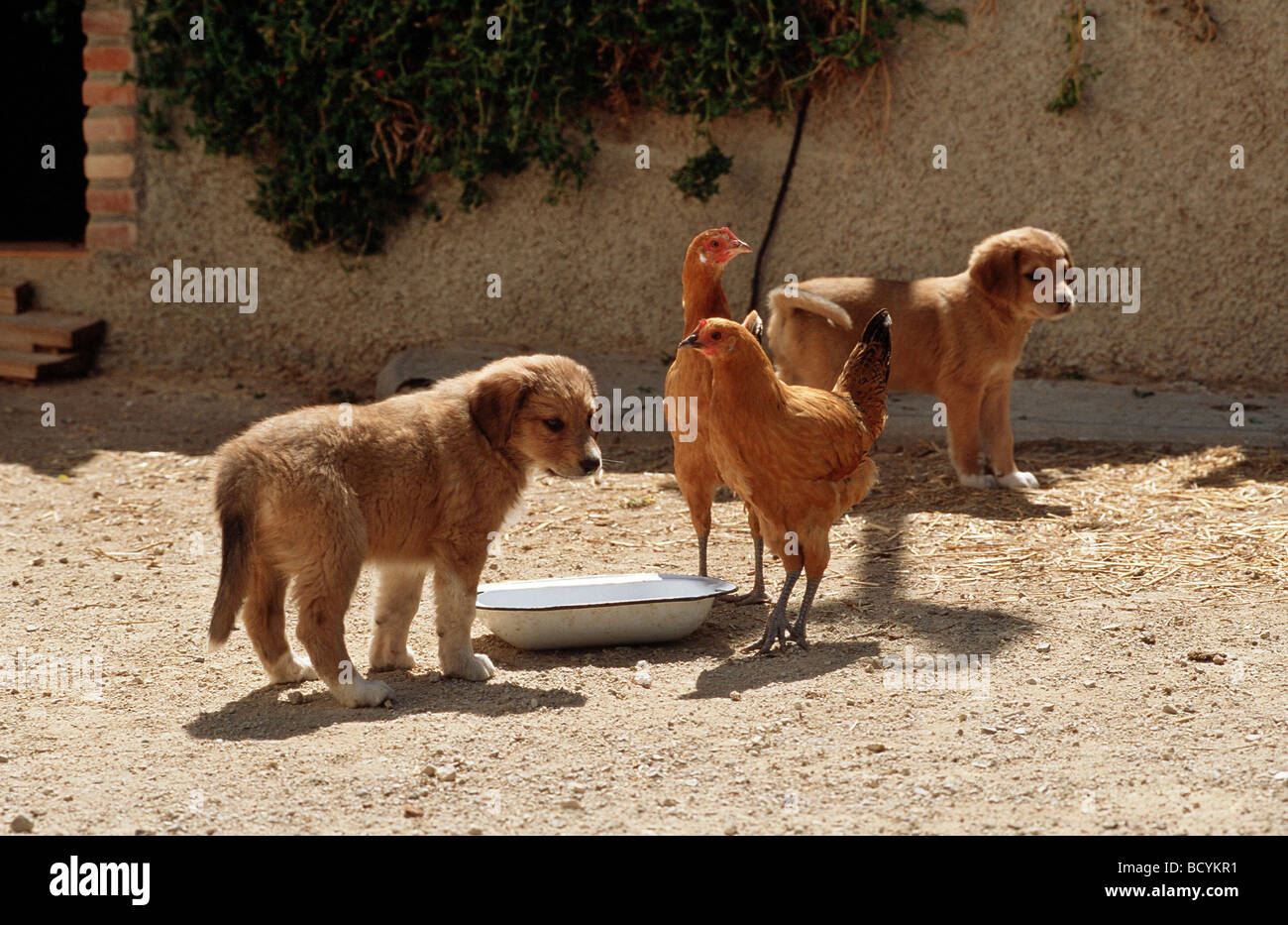 Due giovani cani con pollo Foto Stock