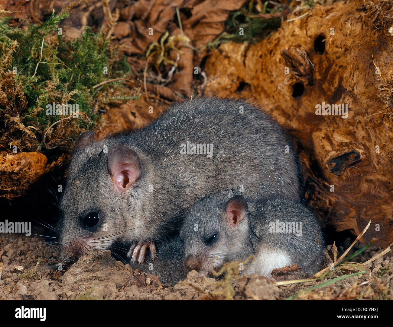 Grassi commestibili ghiro ghiro / Glis glis Foto Stock