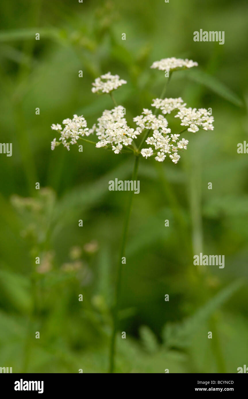 Montante hedge-Prezzemolo, torilis japonica, millefiori, Valle della flotta, Dumfries & Galloway, Scozia Foto Stock