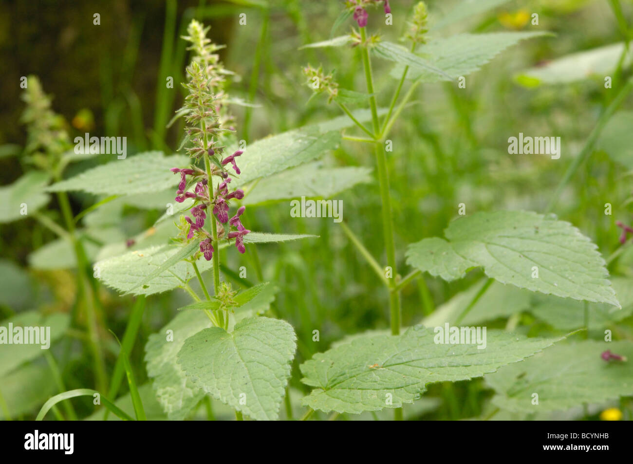 Hedge Woundwort, stachys sylvatica, millefiori, Valle della flotta, Dumfries & Galloway, Scozia Foto Stock