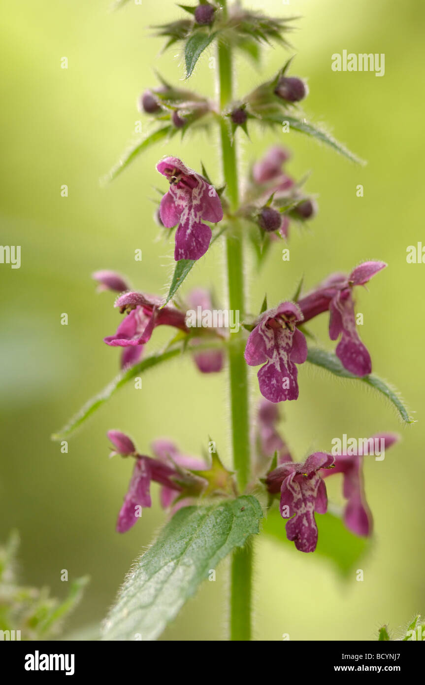 Hedge Woundwort, stachys sylvatica, millefiori, Valle della flotta, Dumfries & Galloway, Scozia Foto Stock
