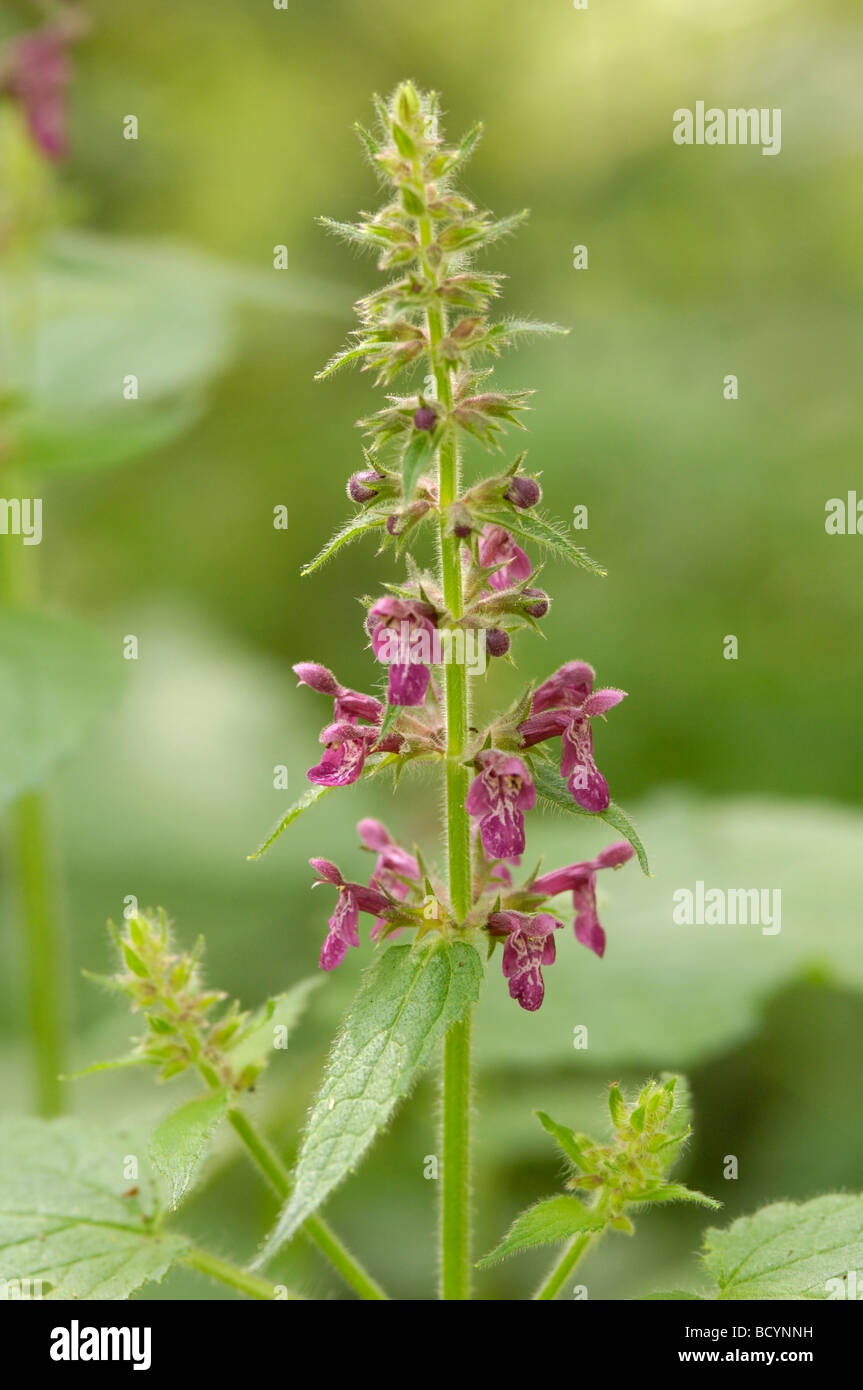 Hedge Woundwort, stachys sylvatica, millefiori, Valle della flotta, Dumfries & Galloway, Scozia Foto Stock