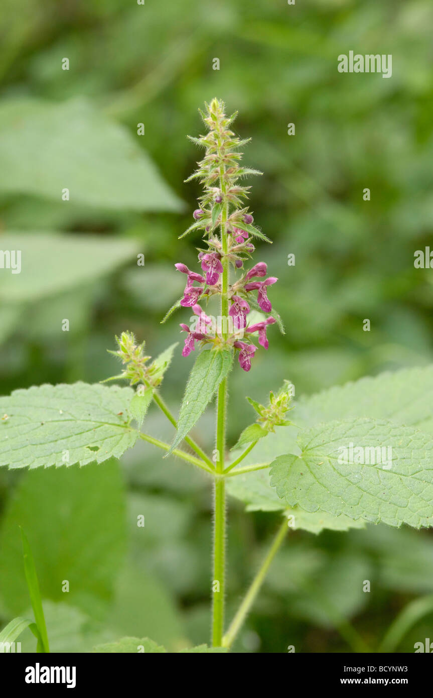 Hedge Woundwort, stachys sylvatica, millefiori, Valle della flotta, Dumfries & Galloway, Scozia Foto Stock