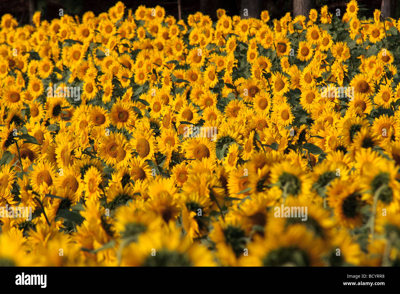 Un mare di fiori di girasole Foto Stock