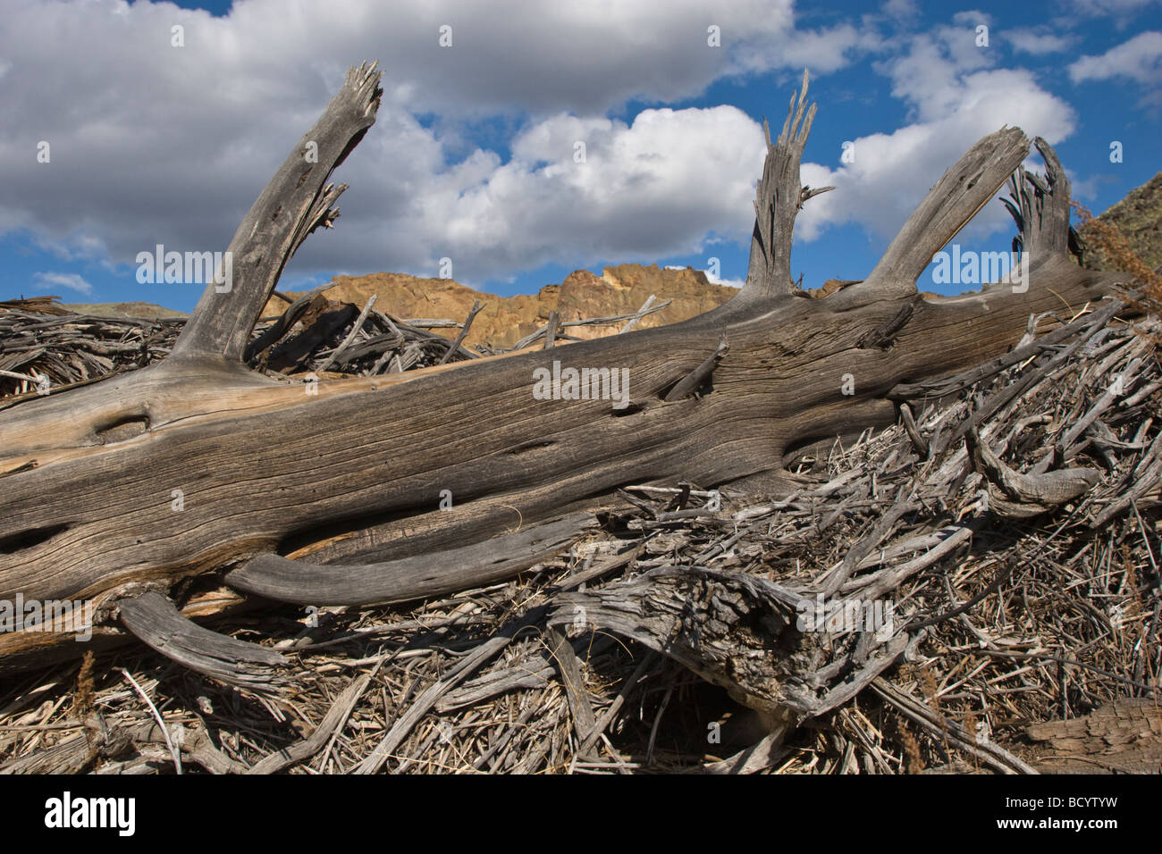 Un Log Jam nel selvaggio e scenic OWYHEE River Gorge OREGON ORIENTALE Foto Stock