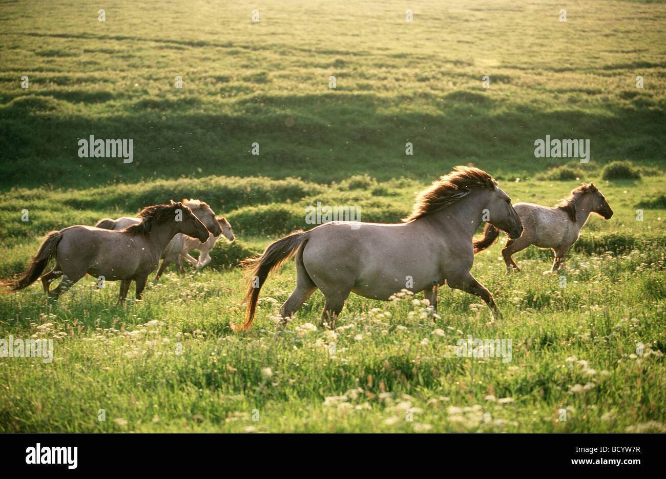 Polacco cavallo primitivo, Konik. Allevamento in un gllop Foto Stock