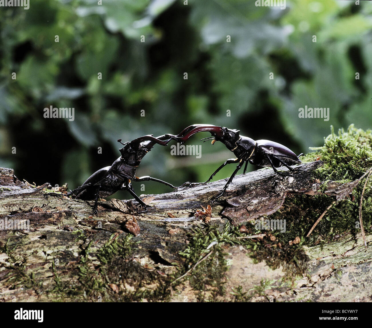 Coleottero europeo (Lucanus cervus). Due uomini che lottano contro una donna Foto Stock