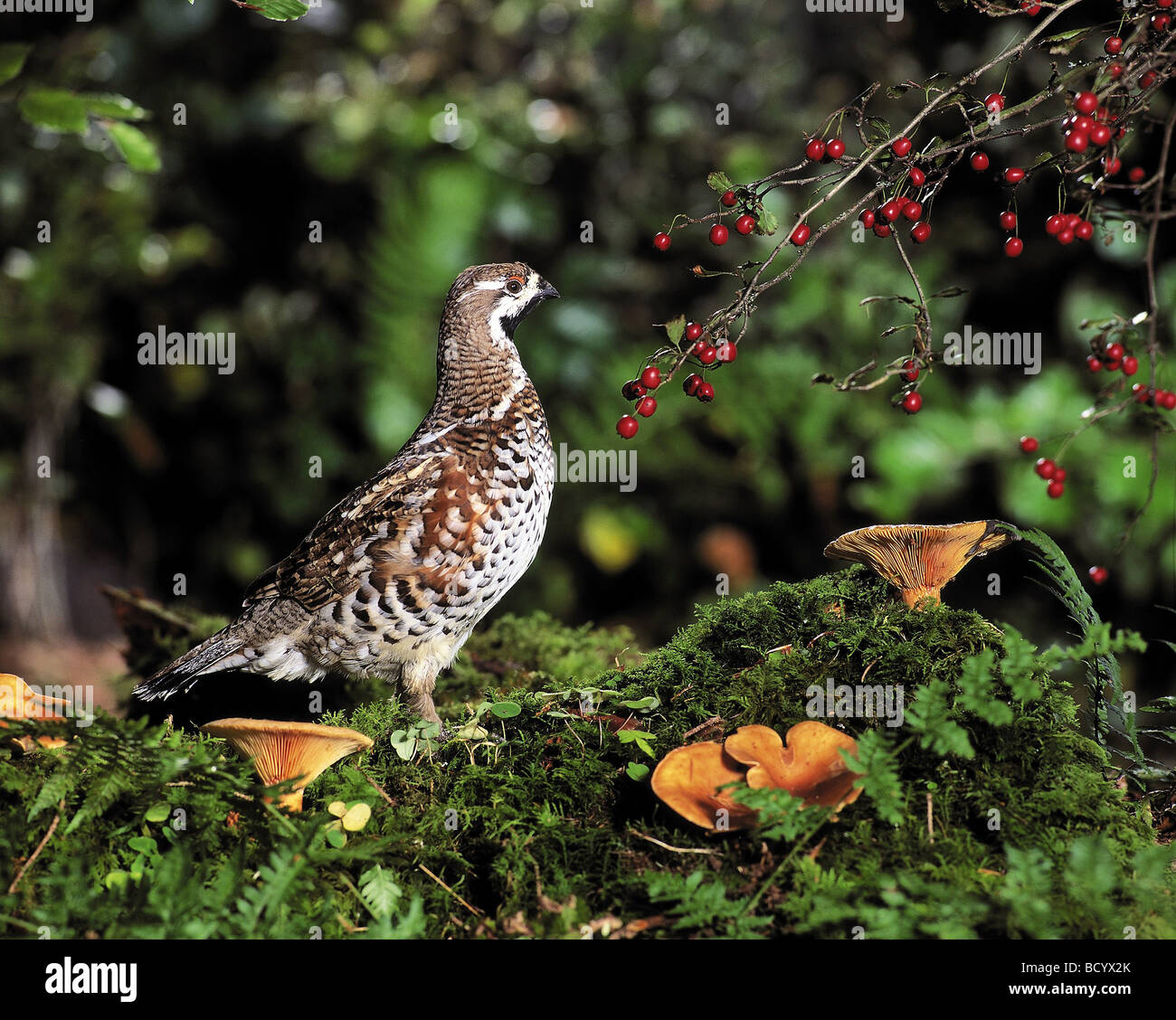Nocciolo (Tetrastes bonasia, Bonasa bonasia) in piedi sul pavimento della foresta Foto Stock