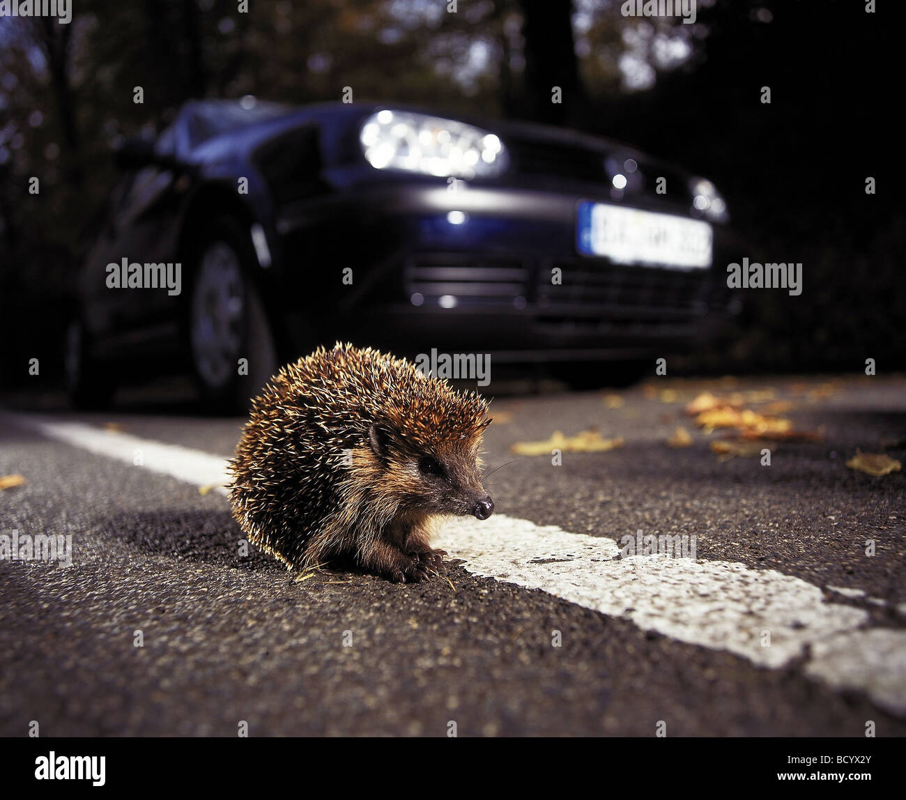 European Hedgehog (Erinaceus europaeus) sta per attraversare la strada. Germania Foto Stock
