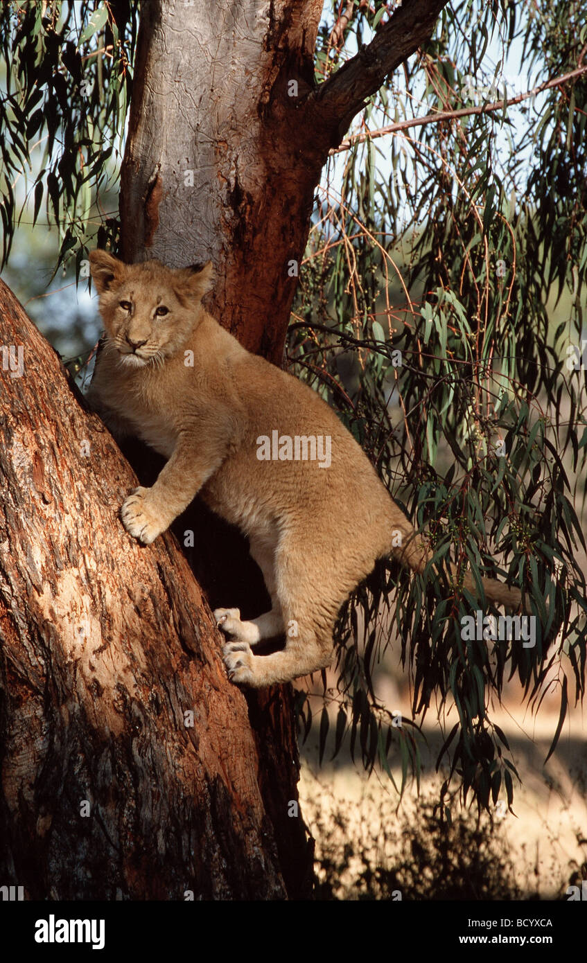 - Lion cub su un albero / Panthera leo Foto Stock