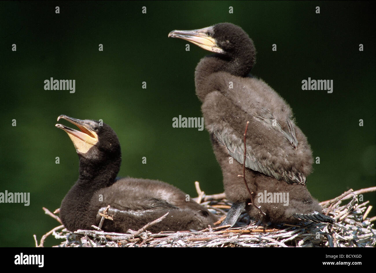 Due giovani di cormorani in nest / Phalacrocorax carbo Foto Stock