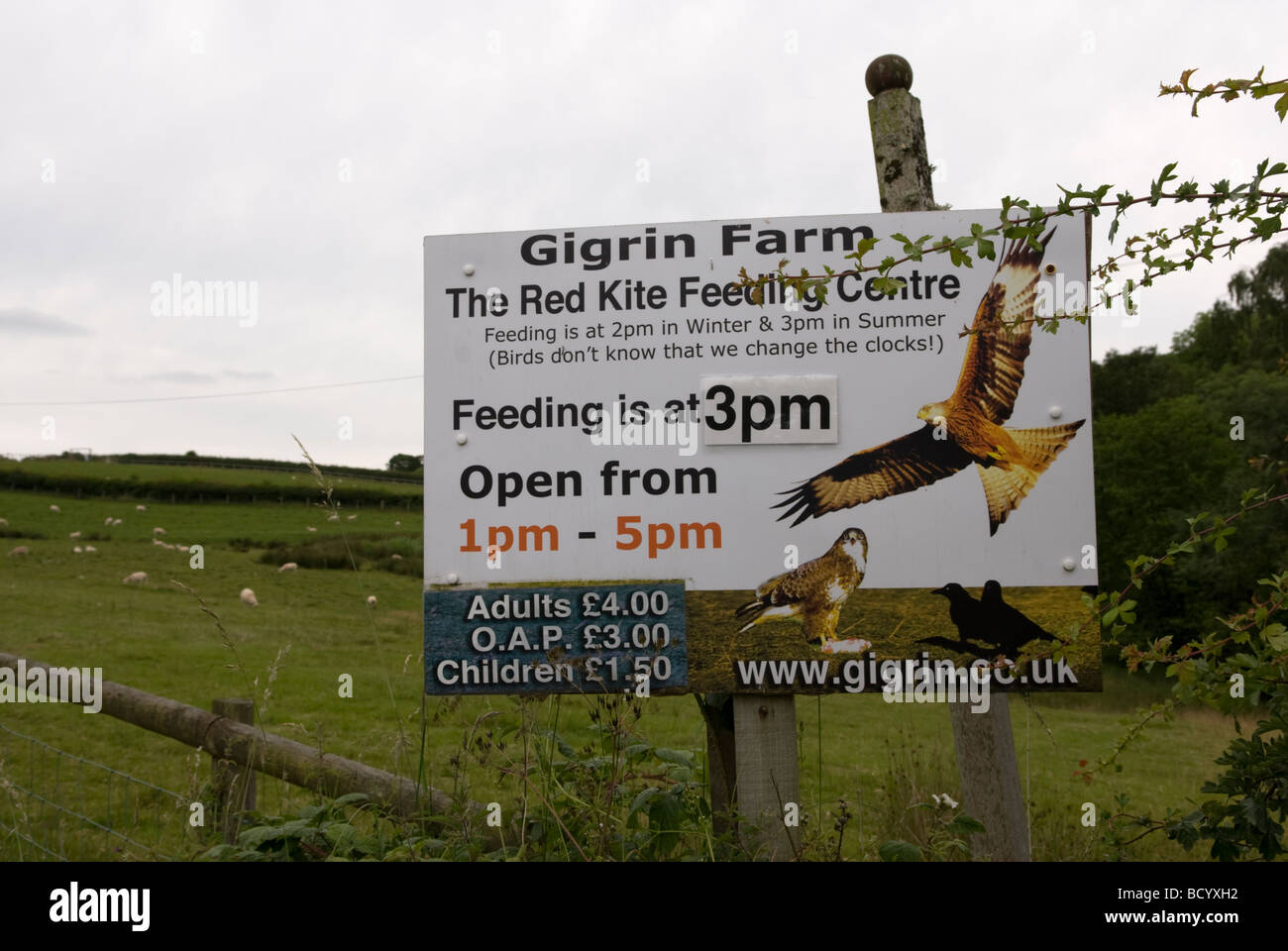 Gigrin Farm firmare l'aquilone rosso stazione di alimentazione Powys Galles Foto Stock