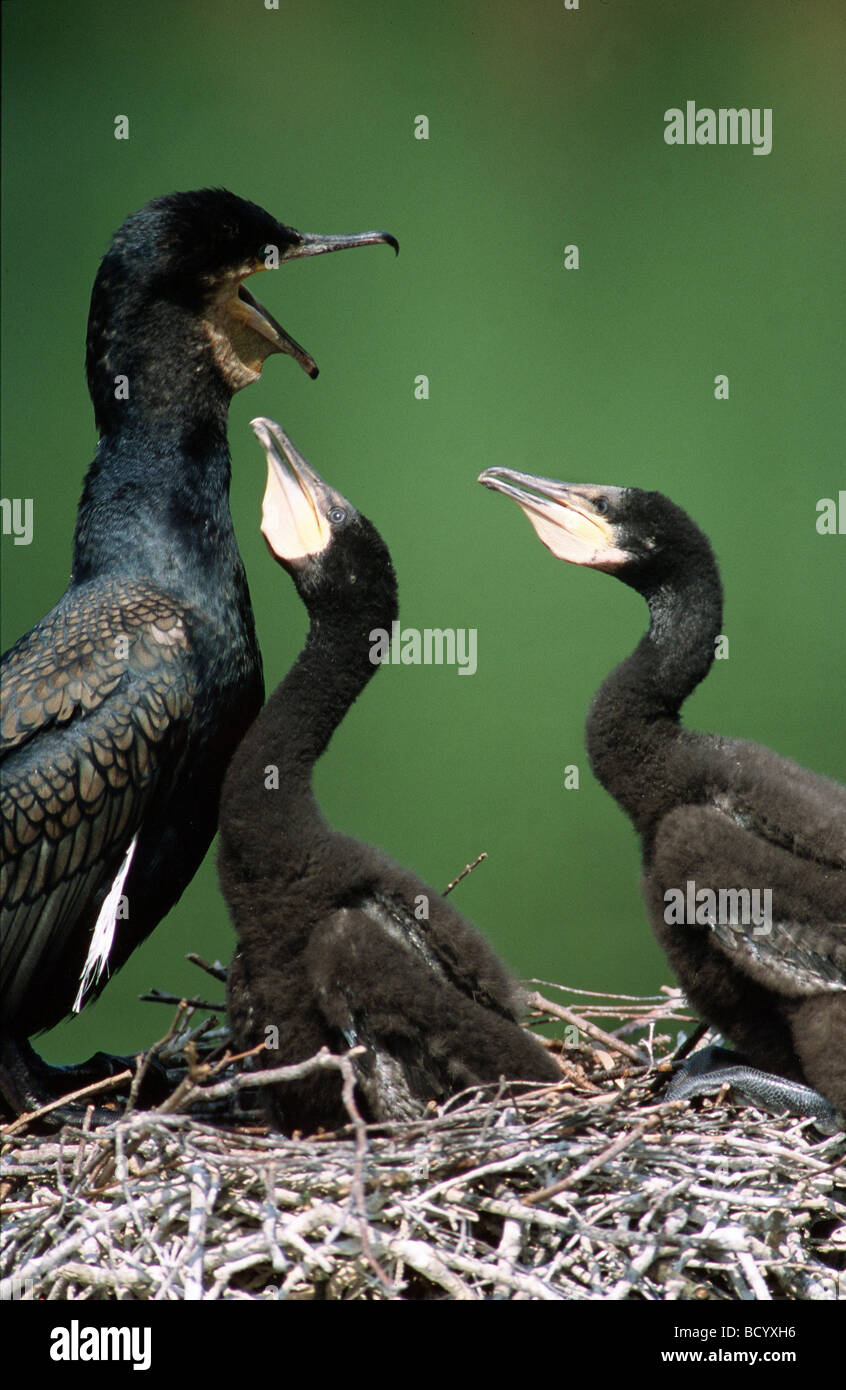 Cormorano con due cuscini in nest / Phalacrocorax carbo Foto Stock