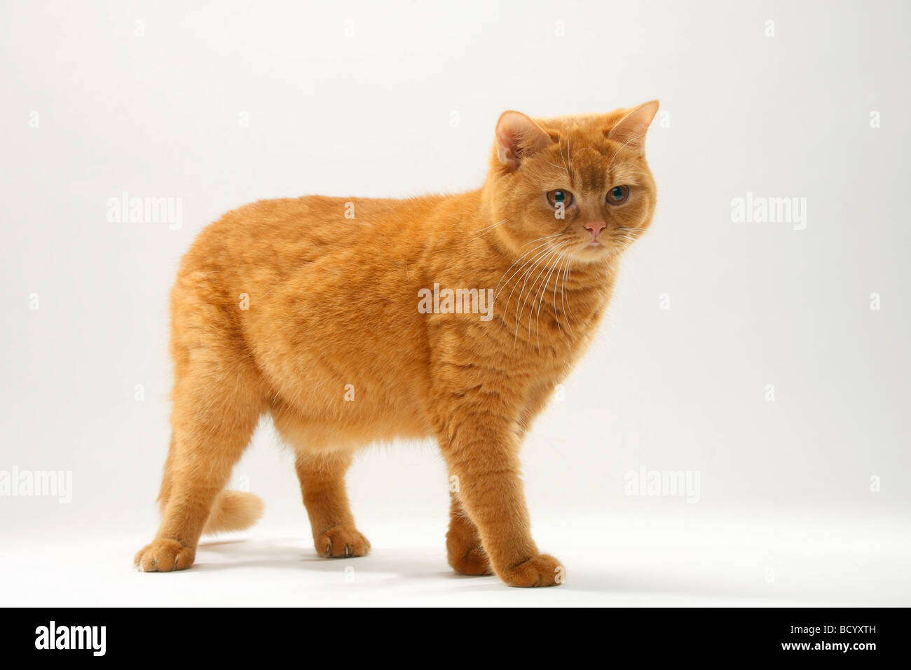 British Shorthair Cat rosso fisso Foto Stock British Shorthair Cat rosso fisso Foto Stock