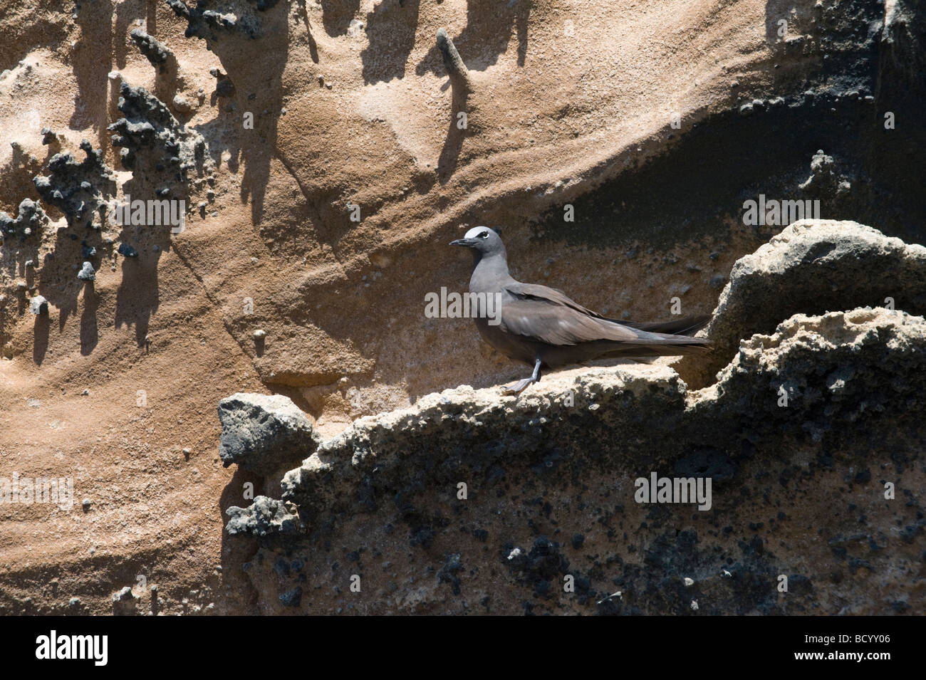 Noddy marrone (Anous stolidus) arroccato sulla scogliera battuta Punta Vicente Roca Isabela Galapagos Ecuador Oceano Pacifico Sud America Foto Stock