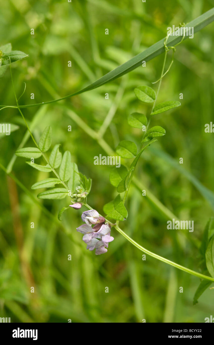 Bush veccia vicia sepium, millefiori, Valle della flotta, Dumfries & Galloway, Scozia Foto Stock