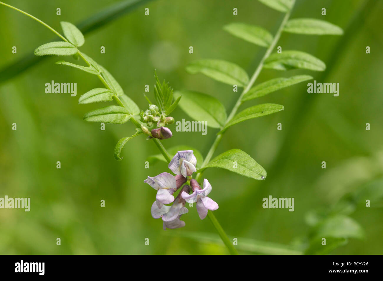 Bush veccia vicia sepium, millefiori, Valle della flotta, Dumfries & Galloway, Scozia Foto Stock