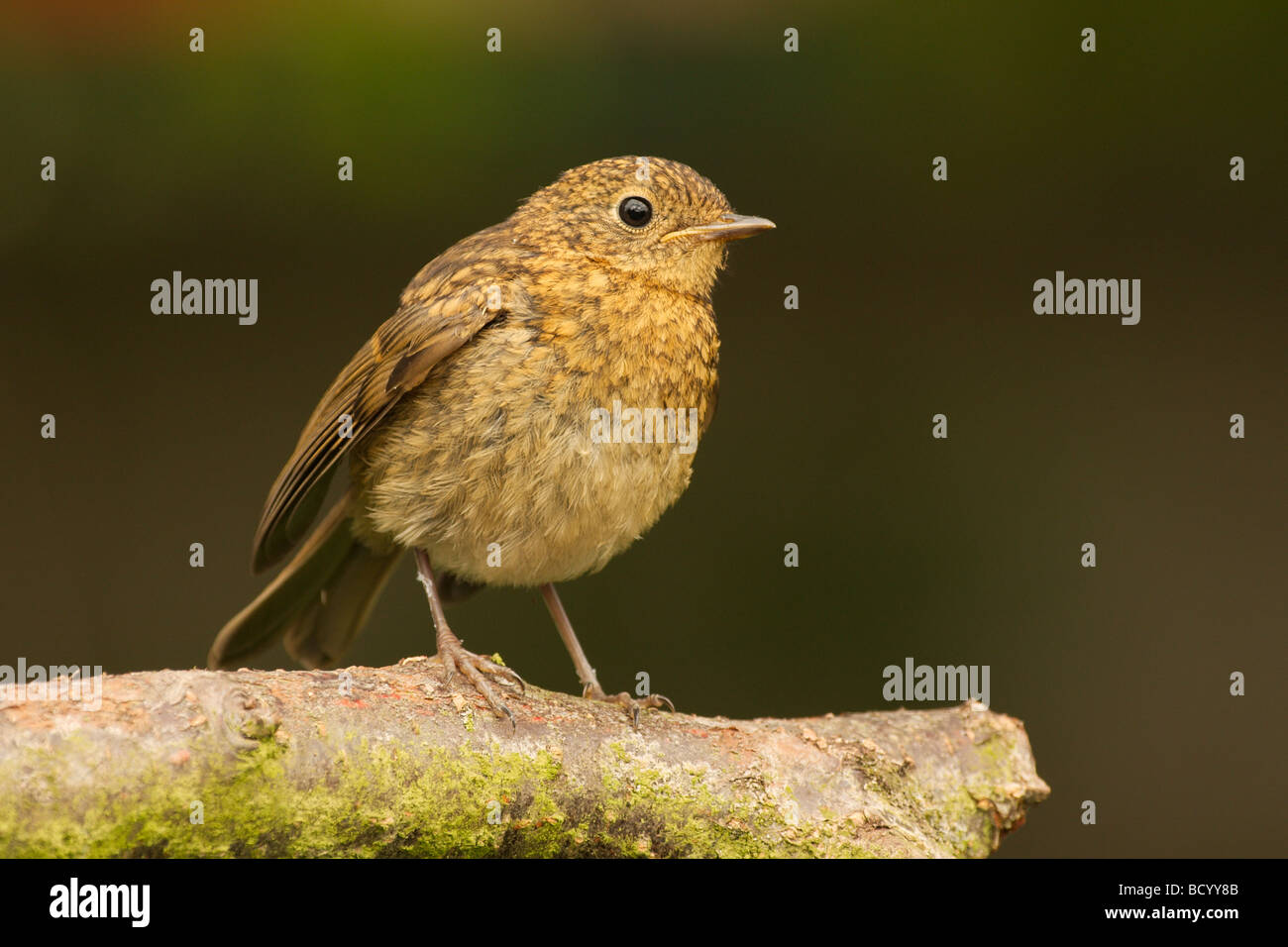 Un bambino robin in attesa di cibo. Foto Stock