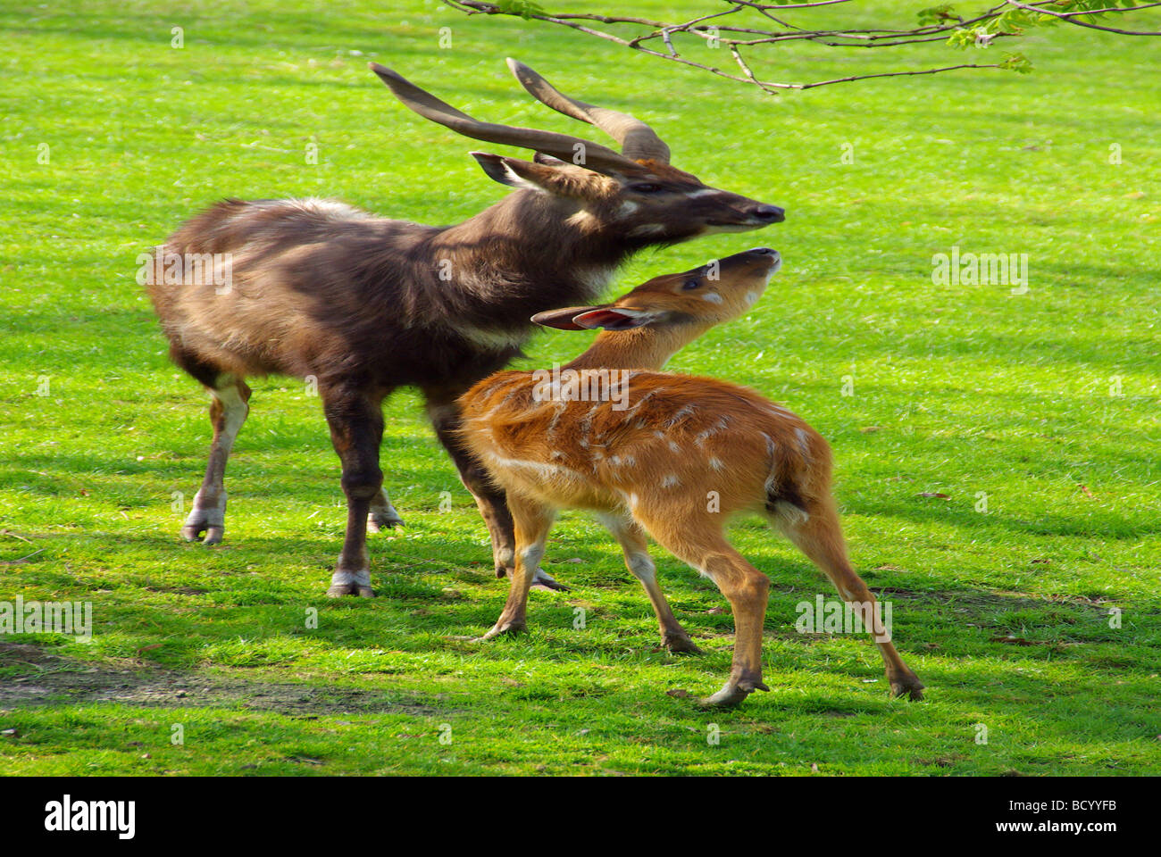 Antilope antilope 06 Foto Stock